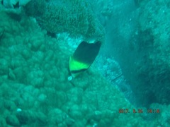 Chaetodon blackburnii