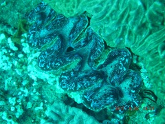Tridacna elongatissima