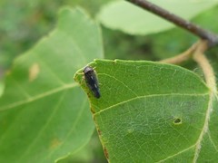 Oncopsis flavicollis