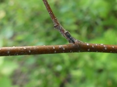 Oncopsis flavicollis