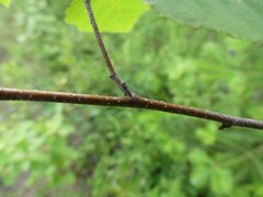 Oncopsis flavicollis