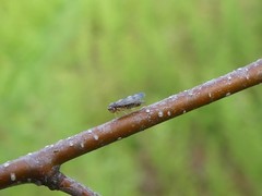 Oncopsis flavicollis