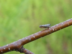 Oncopsis flavicollis