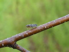Oncopsis flavicollis