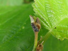 Oncopsis flavicollis