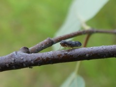 Oncopsis flavicollis