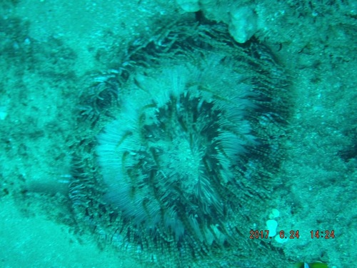 Heteractis aurora