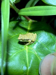 Ranoidea nudidigita
