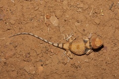 Tympanocryptis intima