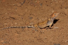 Tympanocryptis intima