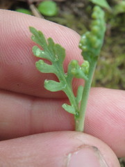 Botrychium acuminatum