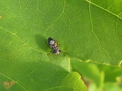 Phlegyas abbreviatus