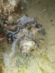 Gastropoda