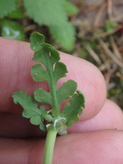 Botrychium michiganense