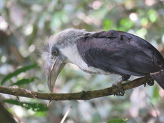 Berenicornis comatus