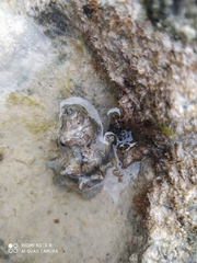Gastropoda