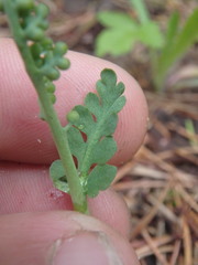 Botrychium spathulatum
