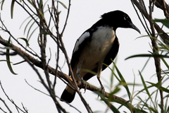 Certhionyx variegatus