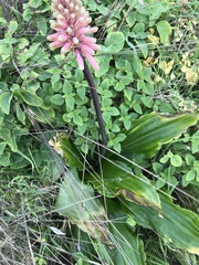 Veltheimia bracteata