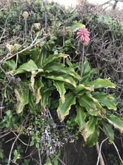 Veltheimia bracteata