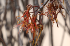 Amyema miquelii