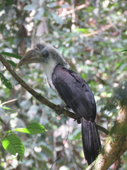 Berenicornis comatus