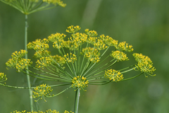 Anethum graveolens