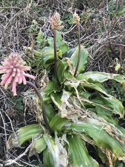 Veltheimia bracteata