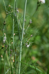 Anethum graveolens