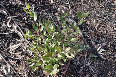 Persoonia confertiflora
