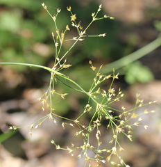 Juncus dubius