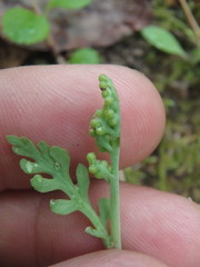 Botrychium acuminatum