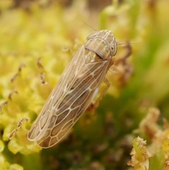 Arocephalus longiceps