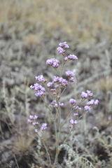 Limonium tomentellum