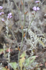 Limonium tomentellum