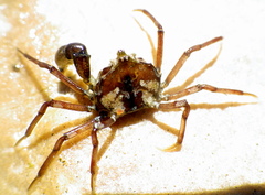 Halicarcinus ovatus