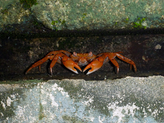 Geograpsus stormi
