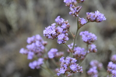 Limonium tomentellum