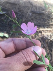 Sidalcea glaucescens