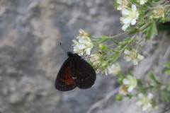 Erebia styx