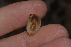 Vulsella