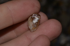 Vulsella