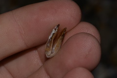Vulsella