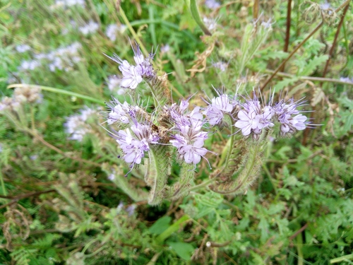 facélia vratičolistá (Phacelia tanacetifolia)