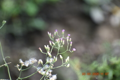 Cyanthillium cinereum