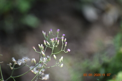 Cyanthillium cinereum