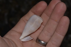 Conus papilliferus