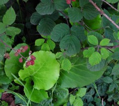 Bergenia