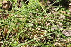 Juncus dubius