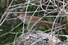 Dasyornis broadbenti